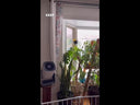 Airmega Aim
