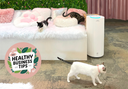 Cats at the Crumbs & Whiskers Cat Cafe.