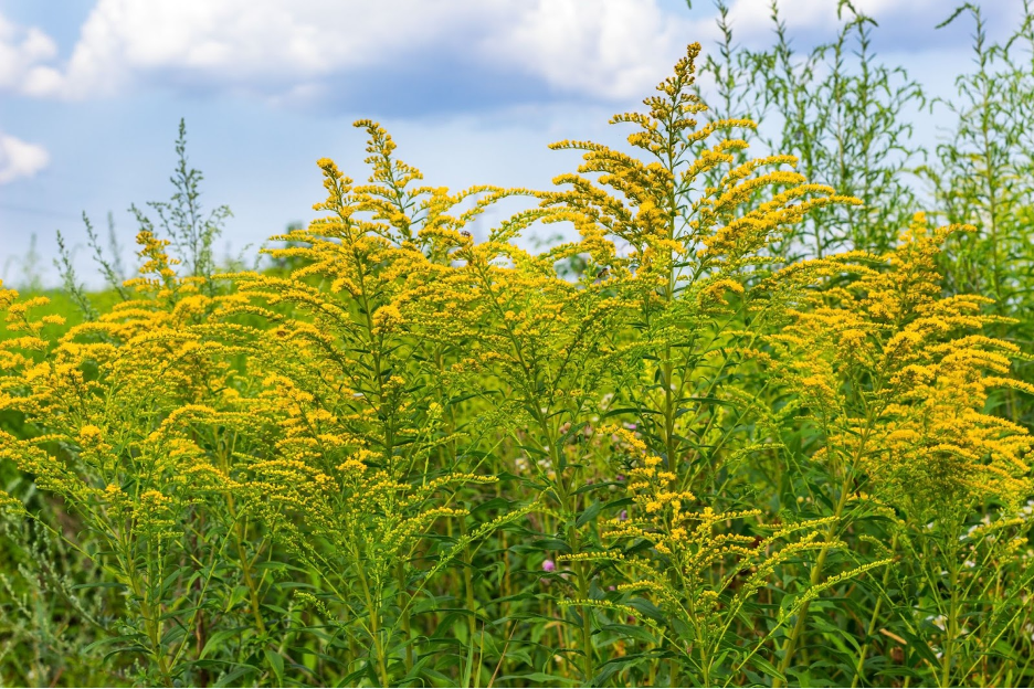 Ragweed.