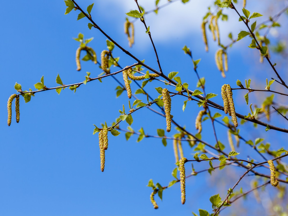 Spring pollen on trees.